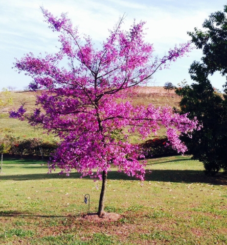 Trees Agro-Comercial e Serviços Ltda